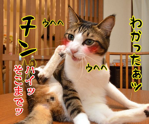 きょうは何の記念日でしょうか？　猫の写真で４コマ漫画　４コマ目ッ