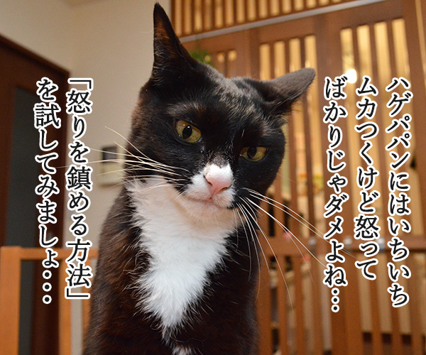  怒りを鎮める方法を試してみましょ　猫の写真で４コマ漫画　１コマ目ッ