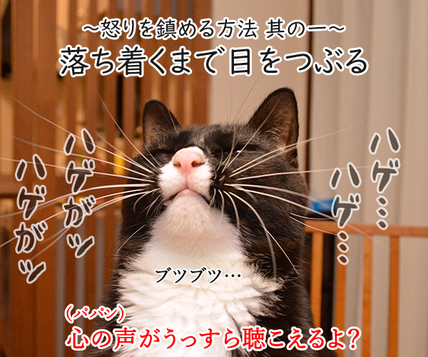  怒りを鎮める方法を試してみましょ　猫の写真で４コマ漫画　２コマ目ッ