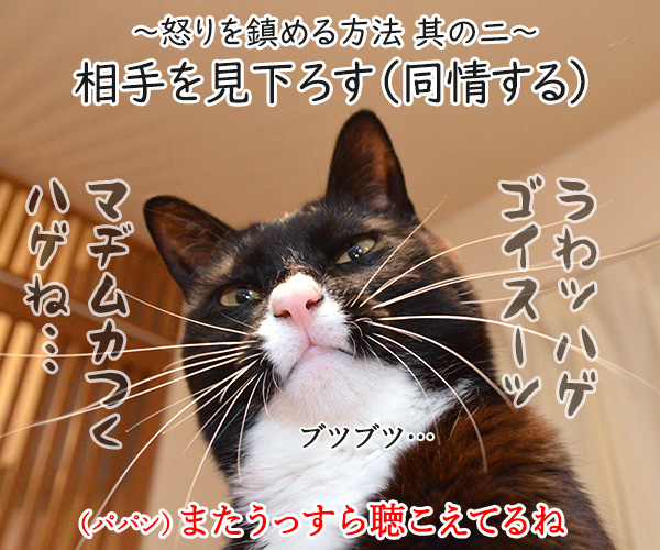  怒りを鎮める方法を試してみましょ　猫の写真で４コマ漫画　３コマ目ッ