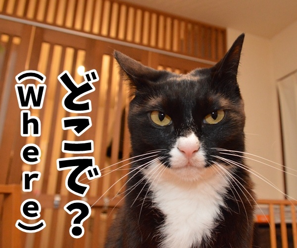 ビジネス基本用語　５Ｗ１Ｈとは？　猫の写真で４コマ漫画　２コマ目ッ