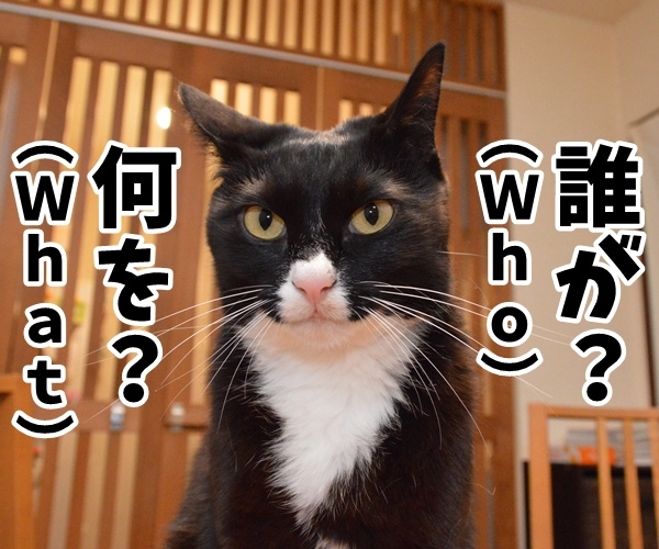 ビジネス基本用語　５Ｗ１Ｈとは？　猫の写真で４コマ漫画　３コマ目ッ