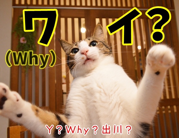 ビジネス基本用語　５Ｗ１Ｈとは？　猫の写真で４コマ漫画　４コマ目ッ