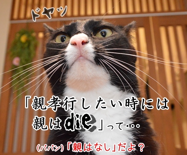 親孝行したい時には……　猫の写真で４コマ漫画　２コマ目ッ