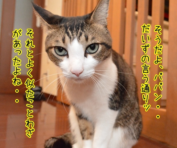 親孝行したい時には……　猫の写真で４コマ漫画　３コマ目ッ