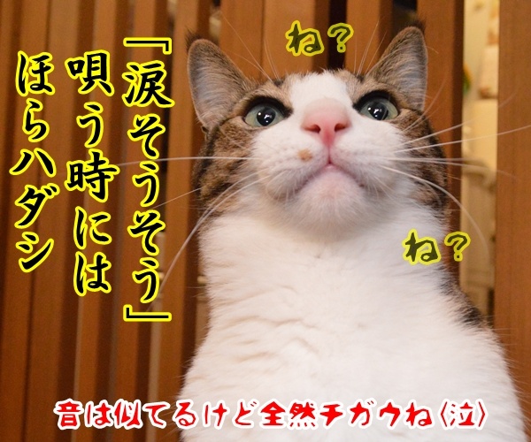 親孝行したい時には……　猫の写真で４コマ漫画　４コマ目ッ