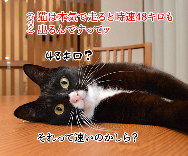 猫の足の速さは？