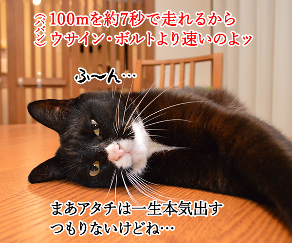 猫の足の速さは？　猫の写真で４コマ漫画　２コマ目ッ