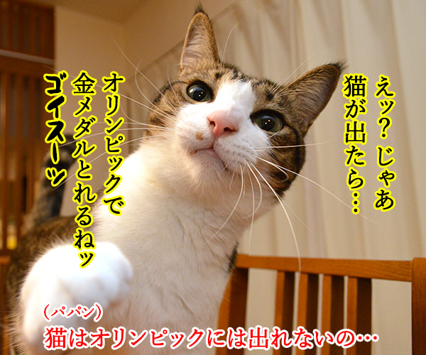 猫の足の速さは？　猫の写真で４コマ漫画　３コマ目ッ