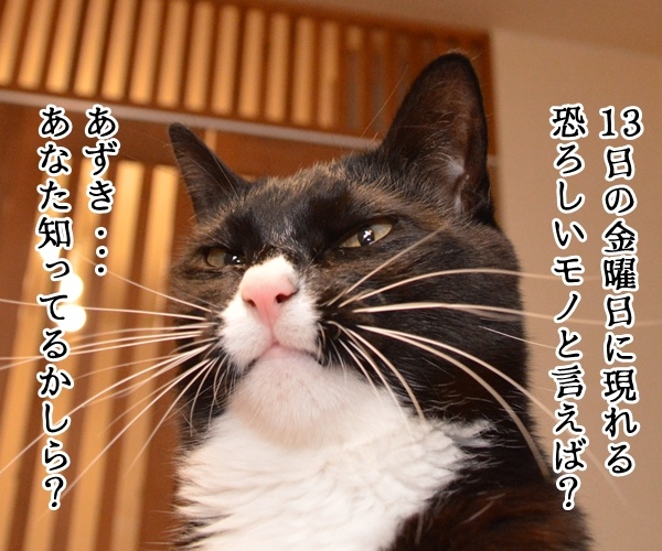 １３日の金曜日に現れるのは？　猫の写真で４コマ漫画　１コマ目ッ