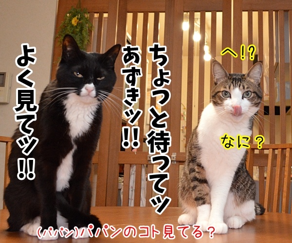 辞職ッ　それッ　辞職ッ　猫の写真で４コマ漫画　３コマ目ッ