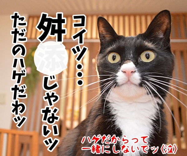 辞職ッ　それッ　辞職ッ　猫の写真で４コマ漫画　４コマ目ッ