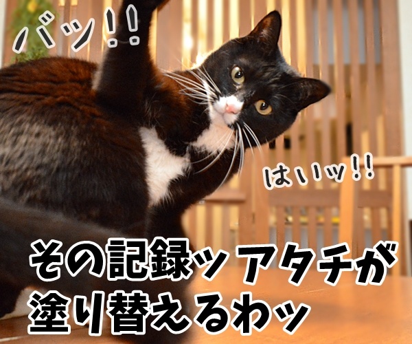 世界最長寿の猫Scooterさんが永眠　30歳でした　猫の写真で４コマ漫画　２コマ目ッ