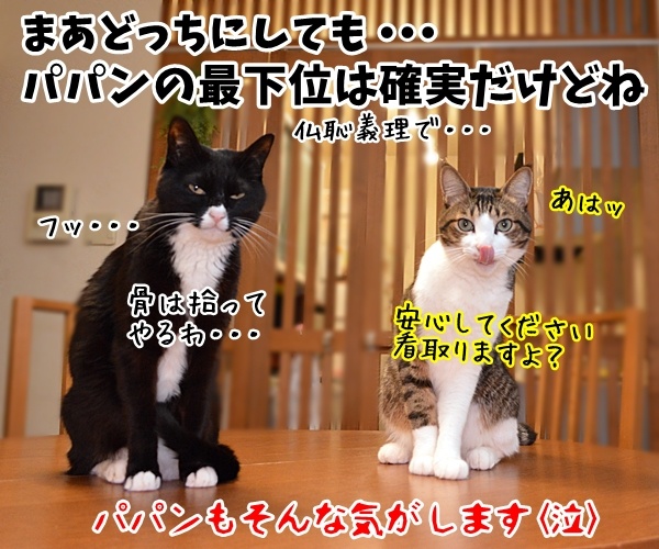 世界最長寿の猫Scooterさんが永眠　30歳でした　猫の写真で４コマ漫画　４コマ目ッ