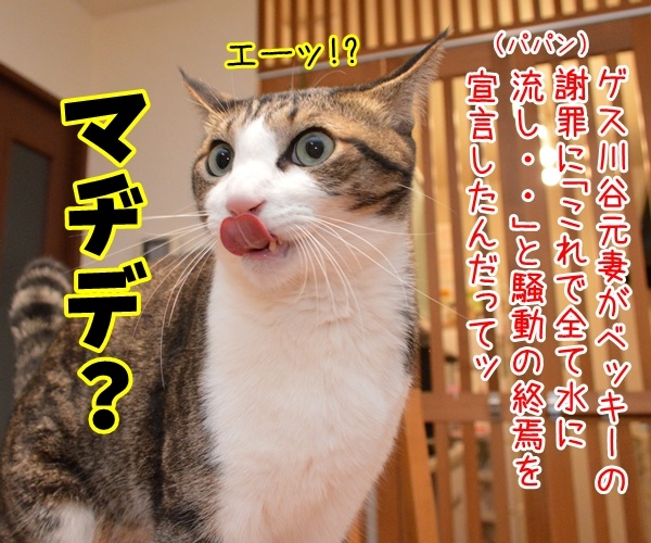 ベッキー騒動、これにて終焉？　猫の写真で４コマ漫画　１コマ目ッ