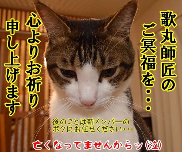 「笑点」新司会は春風亭昇太さんに決定ですってッ　猫の写真で４コマ漫画　４コマ目ッ