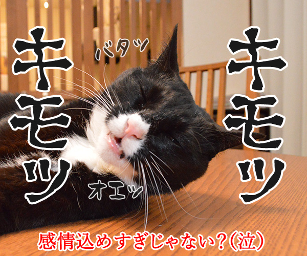 感情込めてしりとりするよッ　猫の写真で４コマ漫画　４コマ目ッ