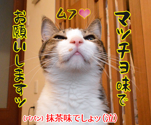 アイス買ってきたけど食べる？　猫の写真で４コマ漫画　４コマ目ッ