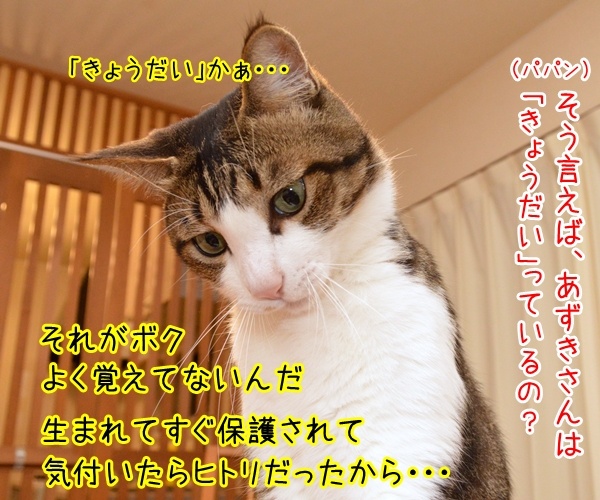 血のつながった「きょうだい」のハナシ　猫の写真で４コマ漫画　１コマ目ッ