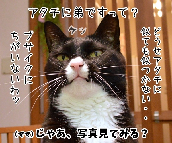 血のつながった「きょうだい」のハナシ　猫の写真で４コマ漫画　３コマ目ッ