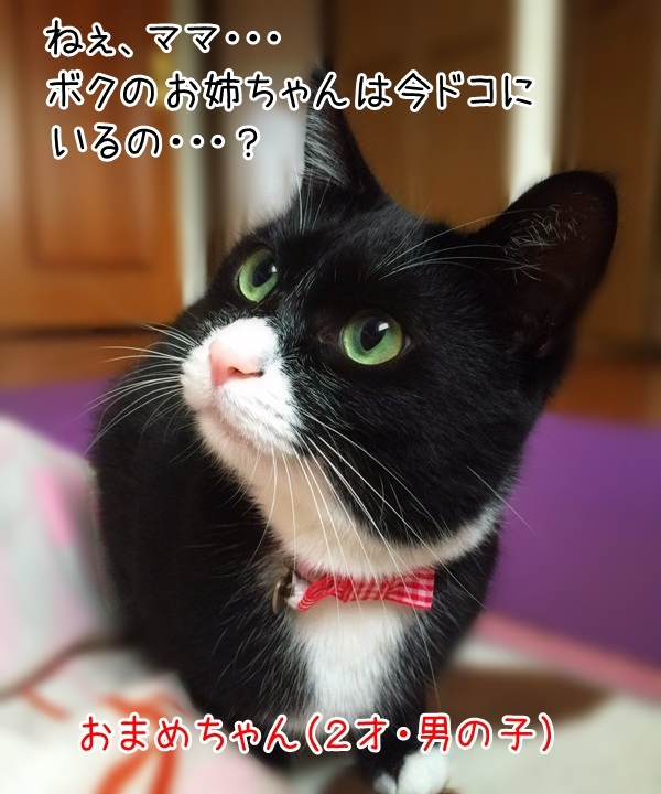 ボク、だいずお姉ちゃんに会いたいの　猫の写真で４コマ漫画　１コマ目ッ