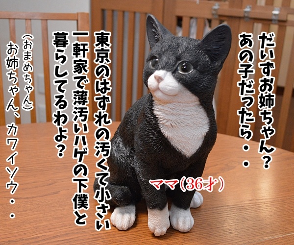 ボク、だいずお姉ちゃんに会いたいの　猫の写真で４コマ漫画　２コマ目ッ