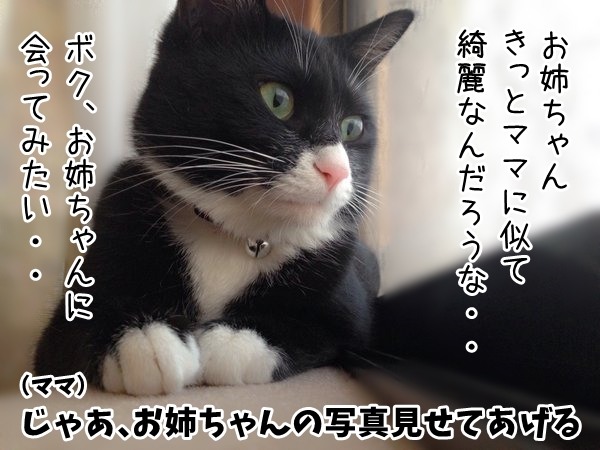 ボク、だいずお姉ちゃんに会いたいの　猫の写真で４コマ漫画　３コマ目ッ