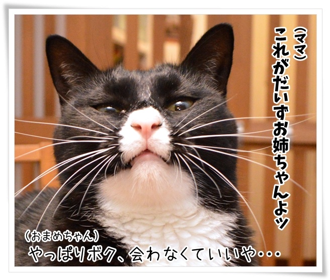 ボク、だいずお姉ちゃんに会いたいの　猫の写真で４コマ漫画　４コマ目ッ