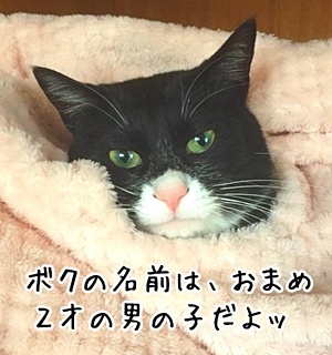 ボク、だいずお姉ちゃんに会いたいの　猫の写真で４コマ漫画　５コマ目ッ