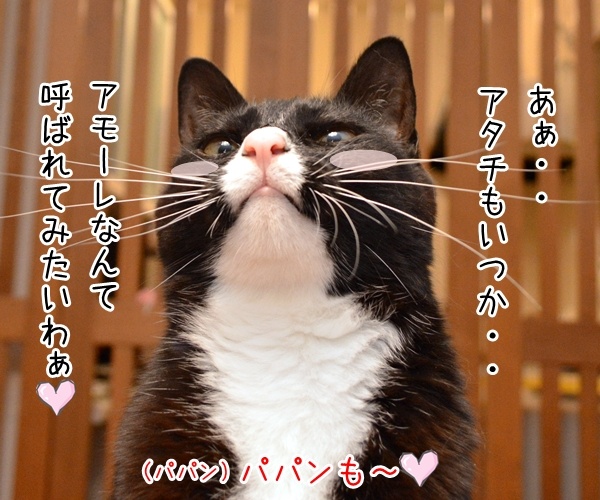 あなたはボクのアモーレ　猫の写真で４コマ漫画　２コマ目ッ