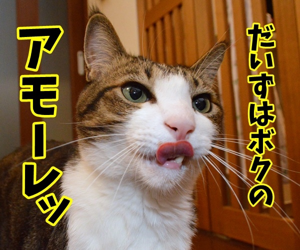 あなたはボクのアモーレ　猫の写真で４コマ漫画　３コマ目ッ