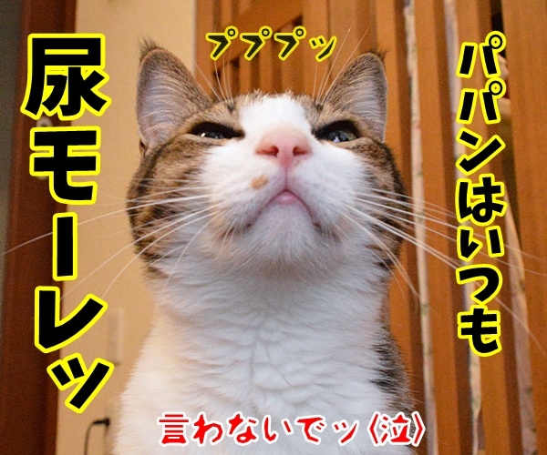 あなたはボクのアモーレ　猫の写真で４コマ漫画　４コマ目ッ