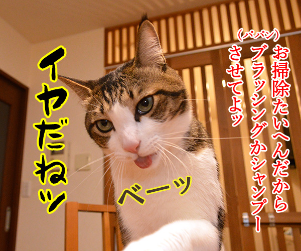 換毛期　毛づくろいして　毛玉吐く　猫の写真で４コマ漫画　２コマ目ッ