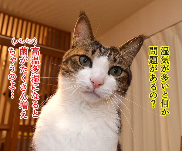 関東甲信地方が梅雨入りですってッ　猫の写真で４コマ漫画　３コマ目ッ