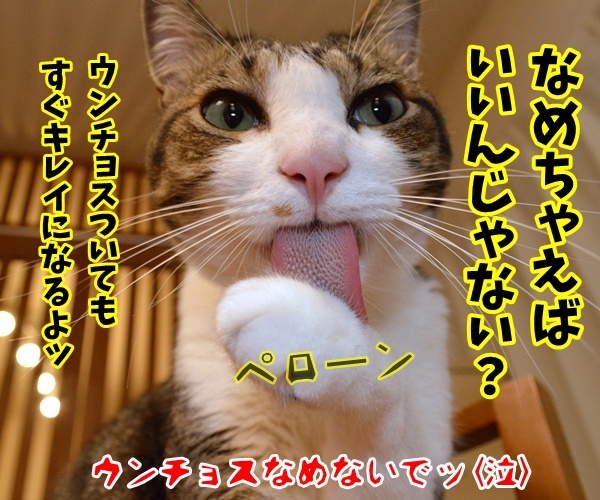 調理時間中は排便禁止なの　猫の写真で４コマ漫画　４コマ目ッ