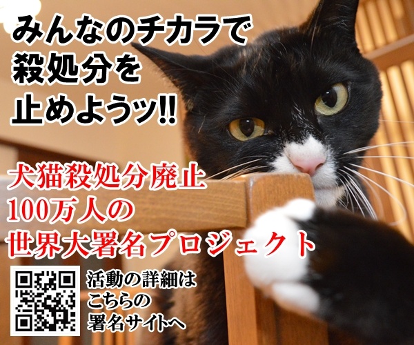 犬猫殺処分廃止100万人の世界大署名プロジェクト　猫の写真で４コマ漫画　３コマ目ッ