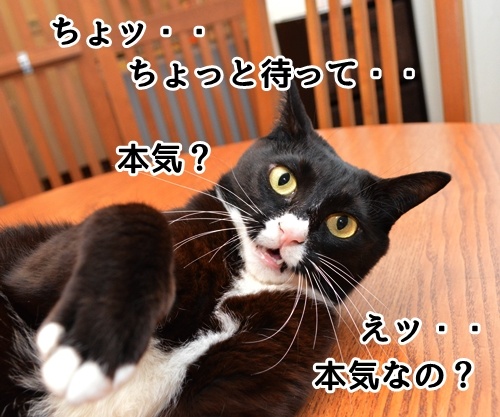 〇〇まで待ってッ！！　猫の写真で４コマ漫画　１コマ目ッ