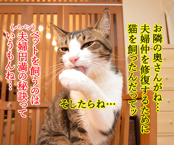 ペットを飼うのは夫婦円満の秘訣よね