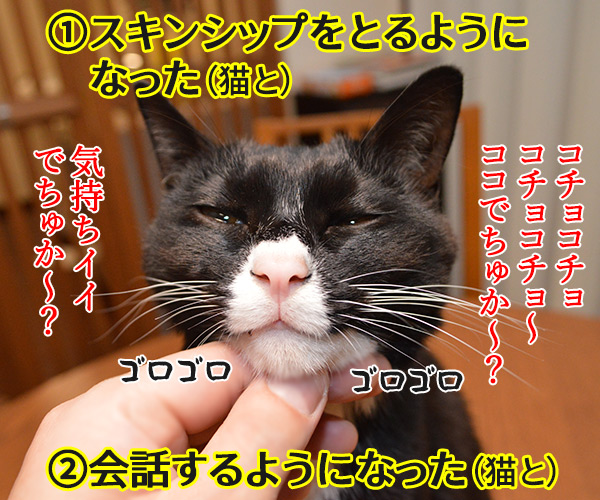 ペットを飼うのは夫婦円満の秘訣よね　猫の写真で４コマ漫画　２コマ目ッ