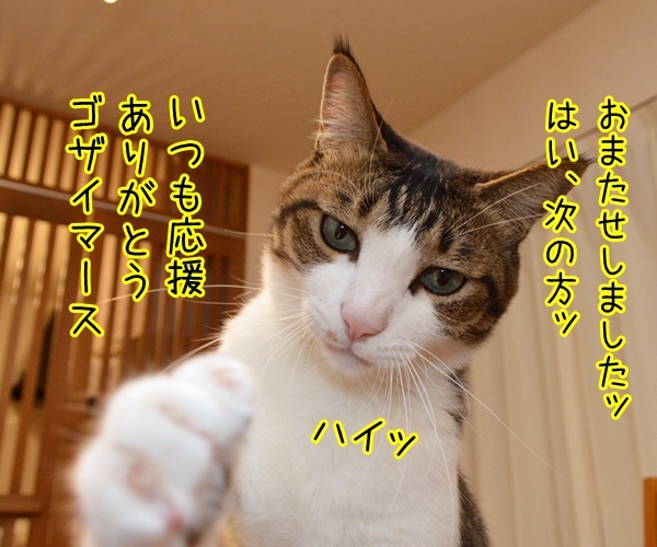 猫の握手会　猫の写真で４コマ漫画　３コマ目ッ