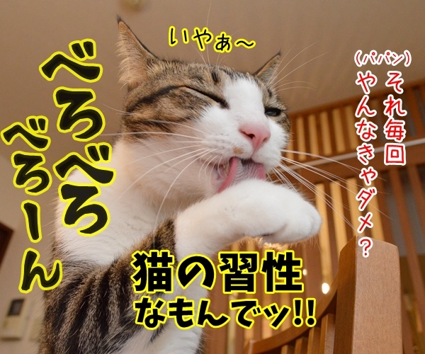 猫の握手会　猫の写真で４コマ漫画　４コマ目ッ