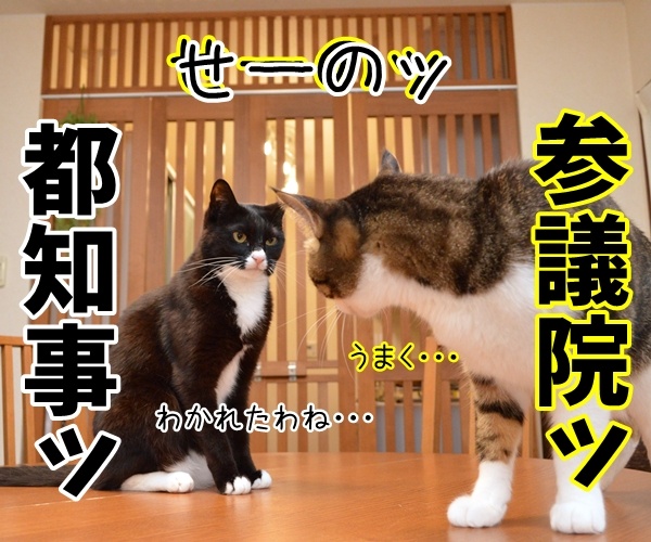 二人が決めたコト　猫の写真で４コマ漫画　３コマ目ッ