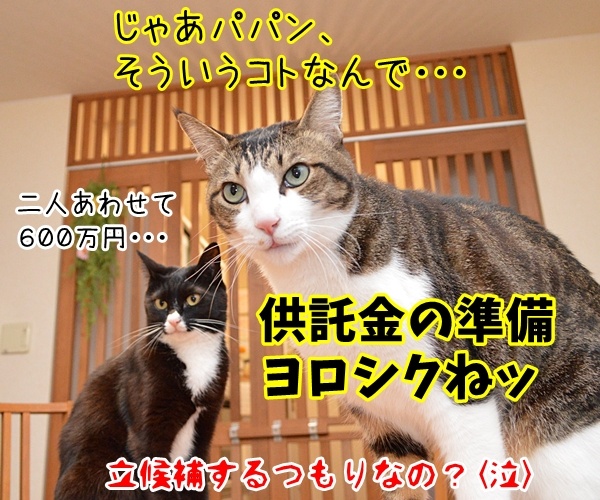 二人が決めたコト　猫の写真で４コマ漫画　４コマ目ッ