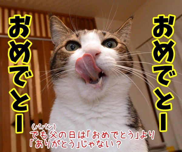 今日は父の日だもんねッ　猫の写真で４コマ漫画　３コマ目ッ