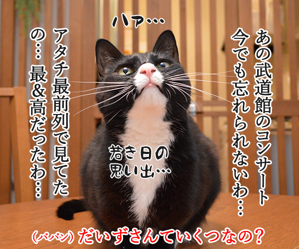 6月29日はビートルズ記念日なんですってッ　猫の写真で４コマ漫画　２コマ目ッ