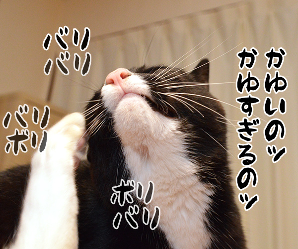 アタチ かゆいのッ　猫の写真で４コマ漫画　２コマ目ッ