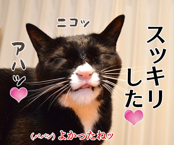 アタチ かゆいのッ　猫の写真で４コマ漫画　４コマ目ッ