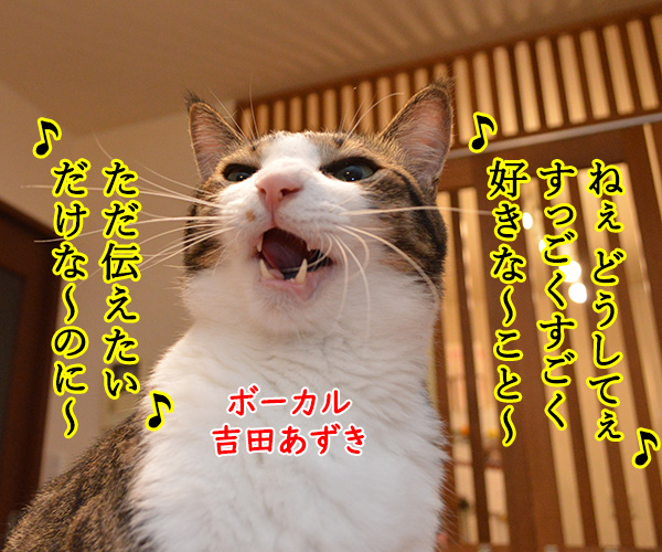 LOVE LOVE LOVE　猫の写真で４コマ漫画　１コマ目ッ