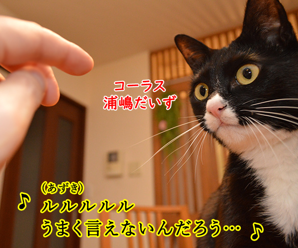 LOVE LOVE LOVE　猫の写真で４コマ漫画　２コマ目ッ