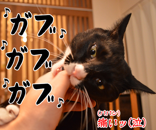 LOVE LOVE LOVE　猫の写真で４コマ漫画　３コマ目ッ